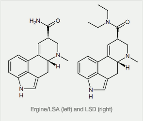 Ergine LSA vs LSD