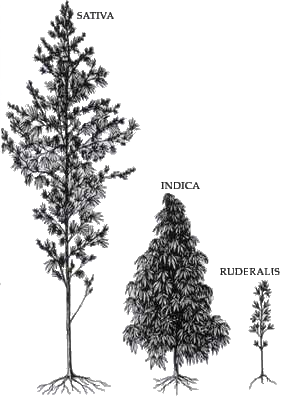 Sativa, Indica, Ruderalis