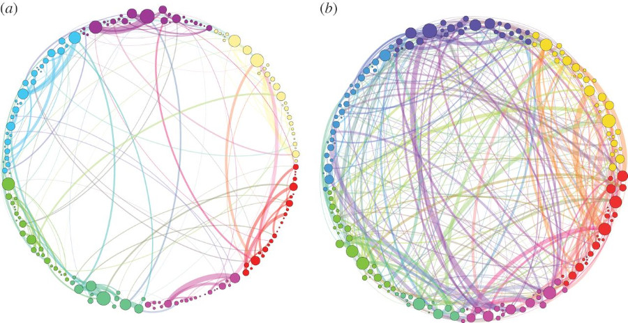 Magic Mushroom Brain Connections