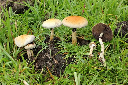 Psilocybe Cubensis