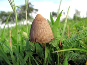 Psilocybe Mexicana