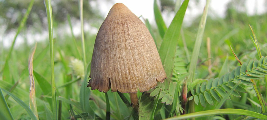 Psilocybin