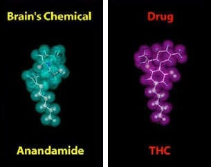 THC Chemical Structure